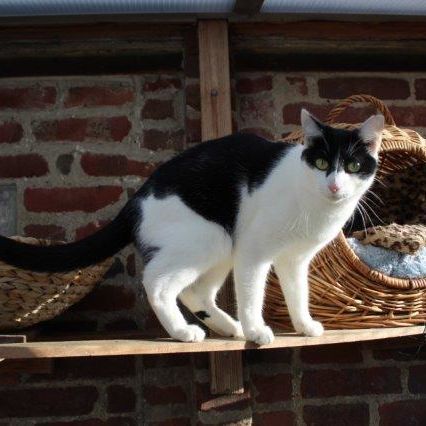 Katze