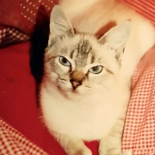 Cora