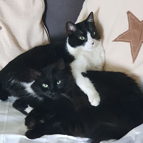 Tarzan und Pelos
