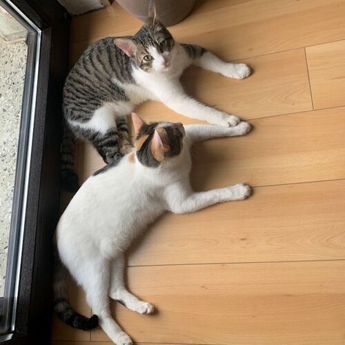 Mel und Coco