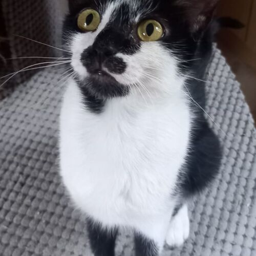 Katze