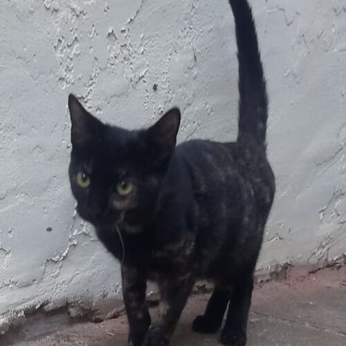 Katze