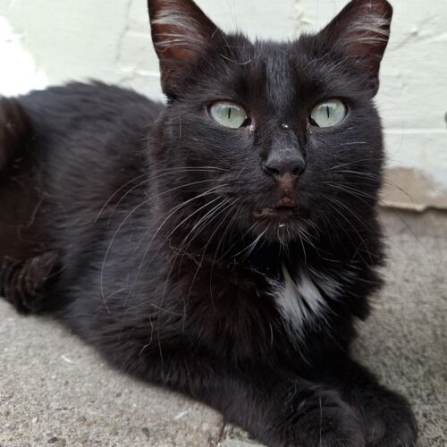 Katze