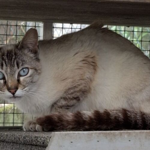 Katze