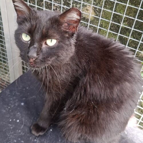Katze