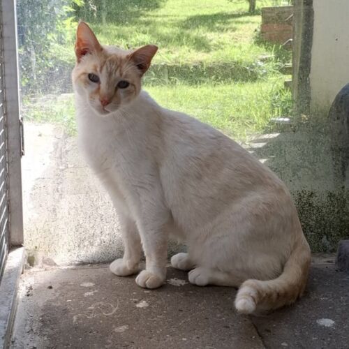Katze