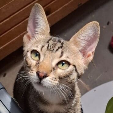 Katze