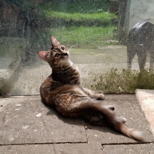 Katze