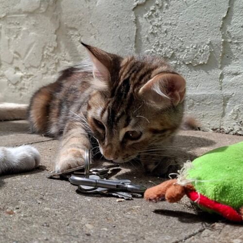 Katze