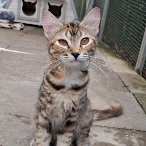 Katze