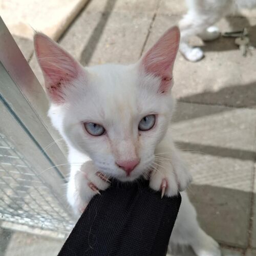 Katze