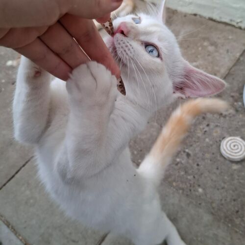 Katze