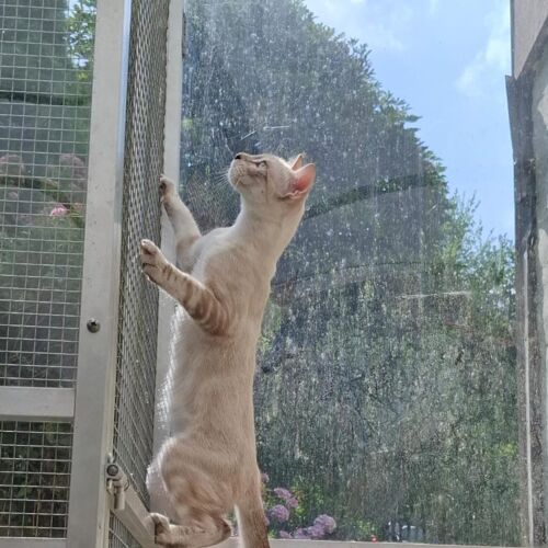 Katze