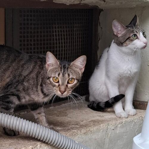 Katze