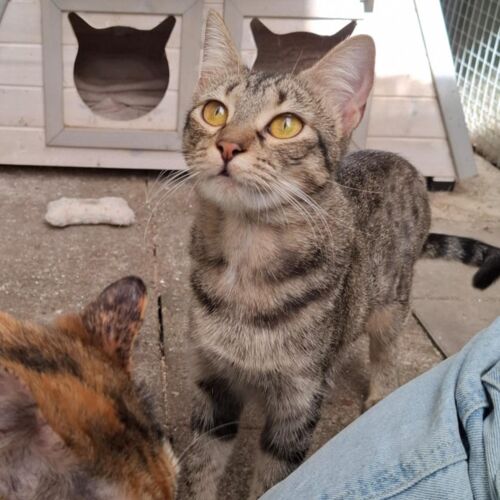 Katze