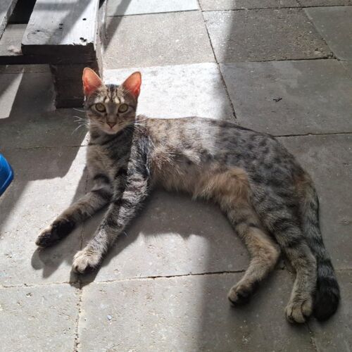 Katze