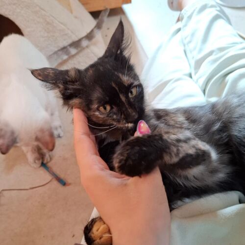Katze