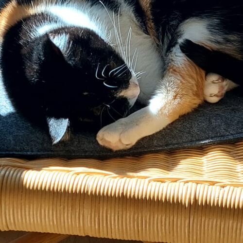 Katze