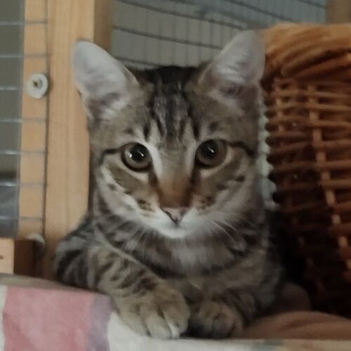 Katze