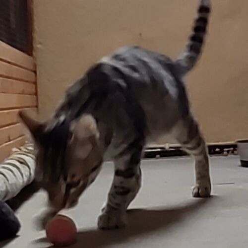 Katze