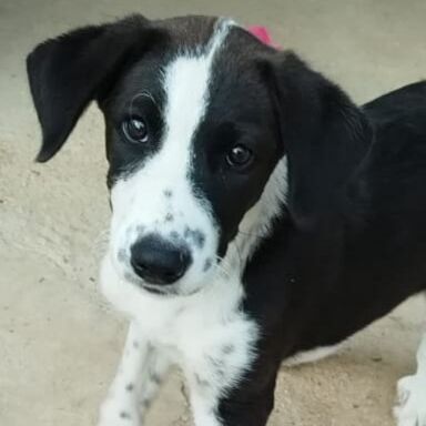 Molly