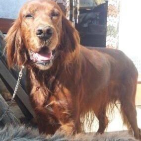 Happy Kiko, Febr. 2013