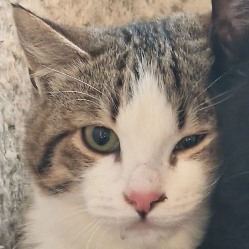 Katze