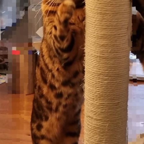 Katze