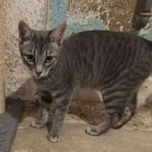 Katze
