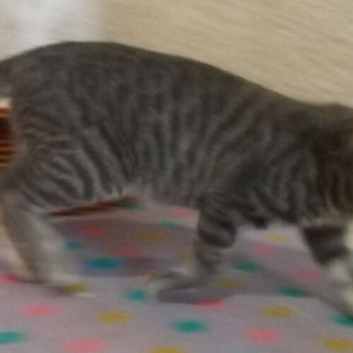 Katze