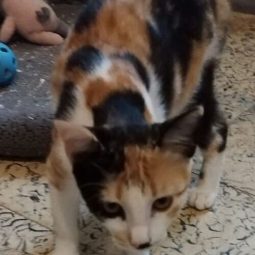 Katze