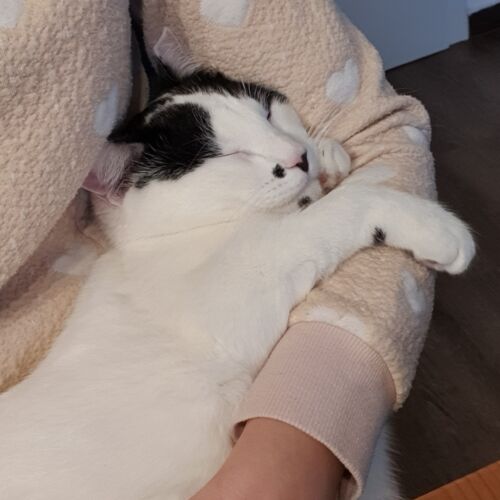 Katze