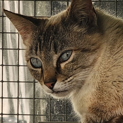 Katze