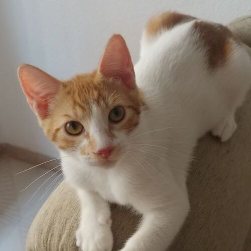 Charlie