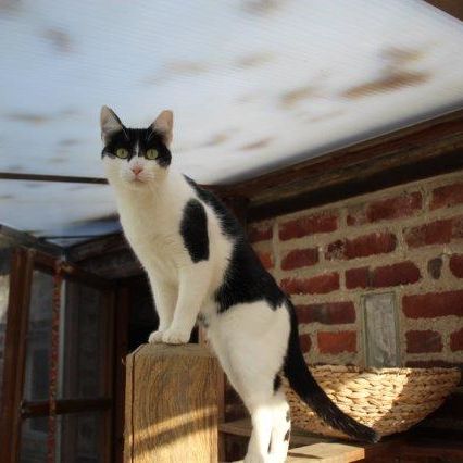 Katze