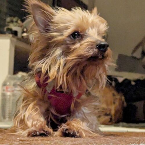 Fido