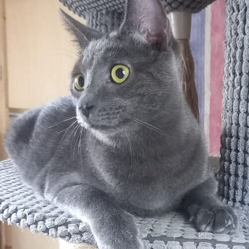 Katze