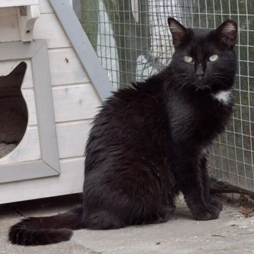 Katze