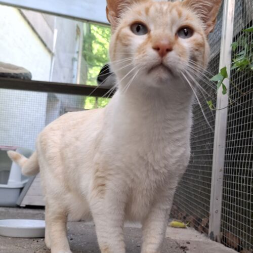 Katze