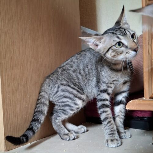 Katze