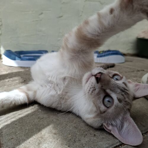 Katze