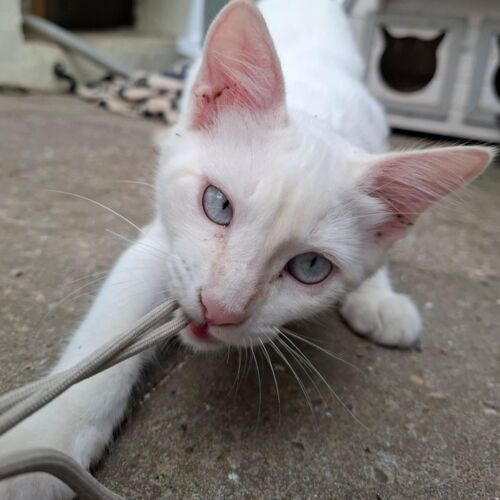 Katze