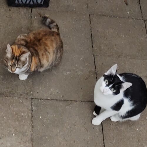 Katze