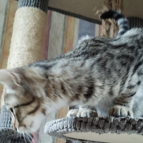 Katze