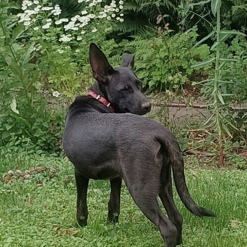 Cloe