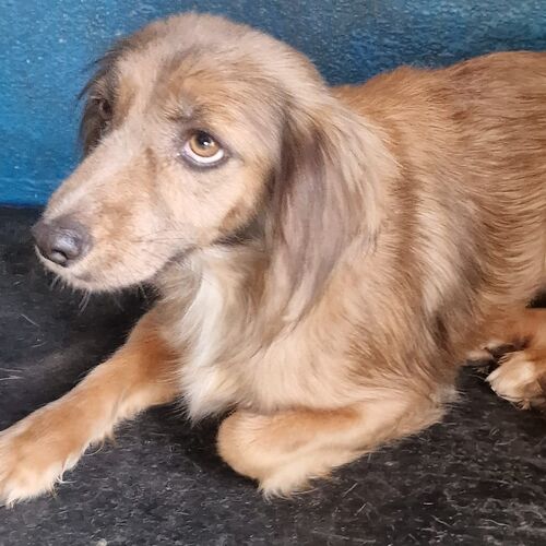 Pina