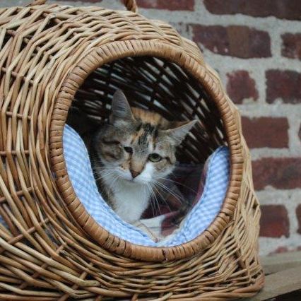 Katze