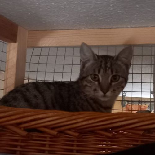 Katze