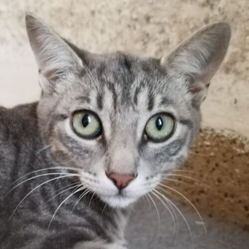 Katze