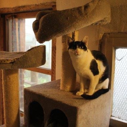 Katze
